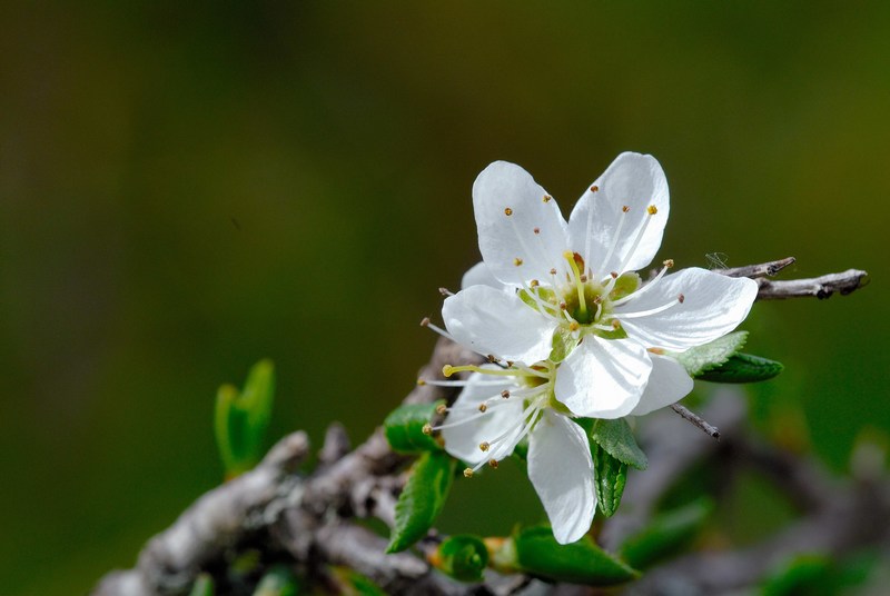 Fiore bianco