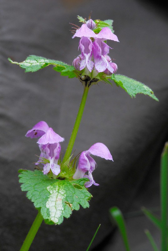 Lamium maculatum (L.)Falsa ortica Amiata 2007-04