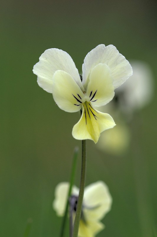Viola etrusca Erben
