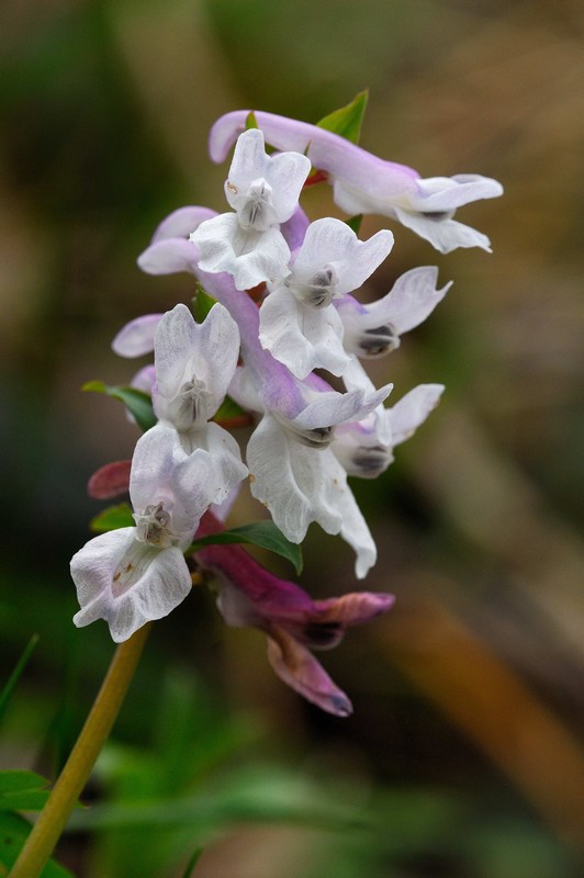 Corydalis cava L.