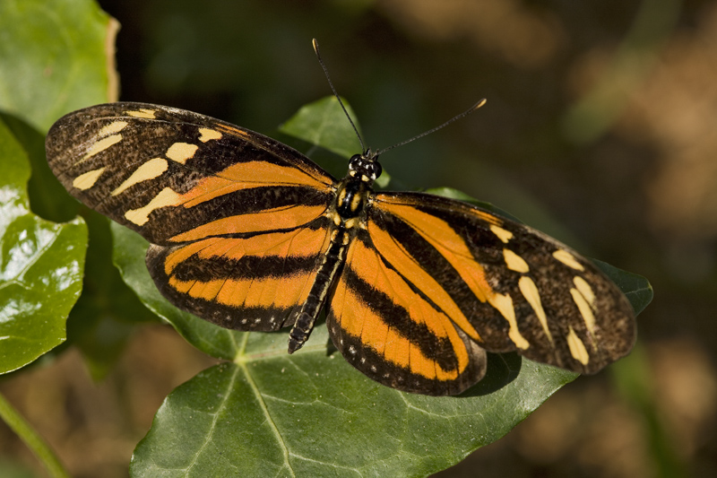 Heliconius Ismenius