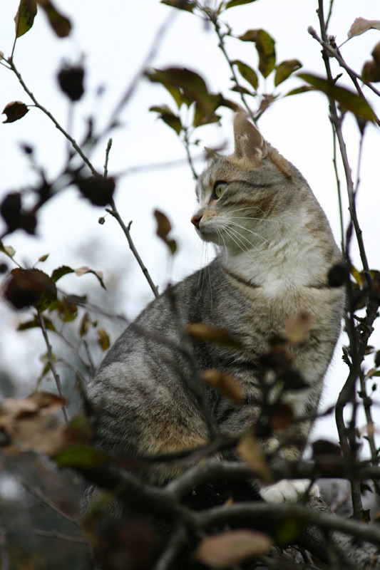 Autunnale 2