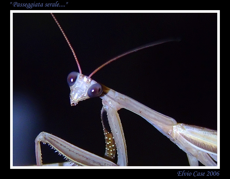 Passeggiata sotto le stelle