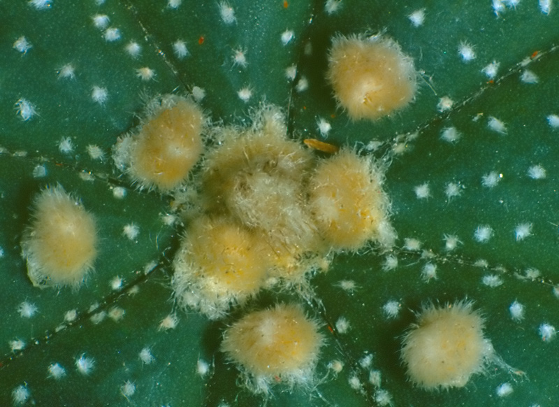 Asstrophytum