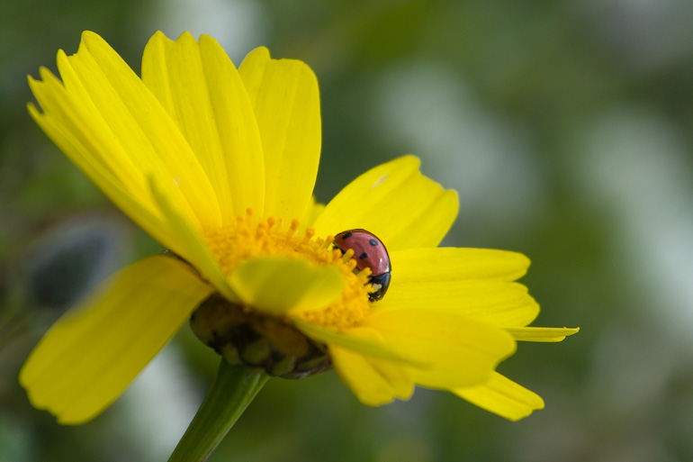 macro3