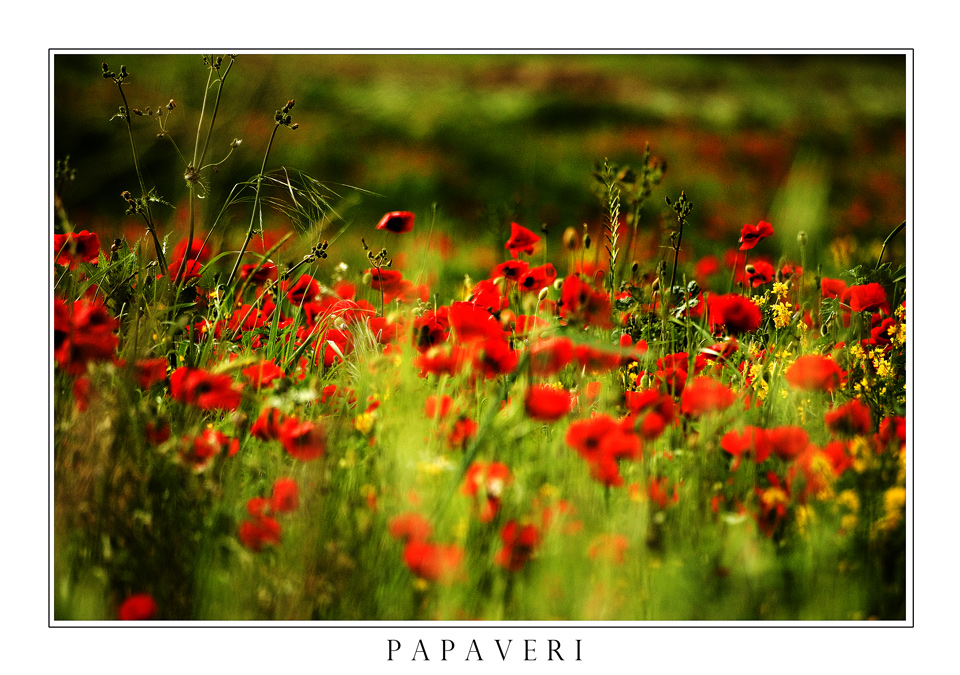 papaveri