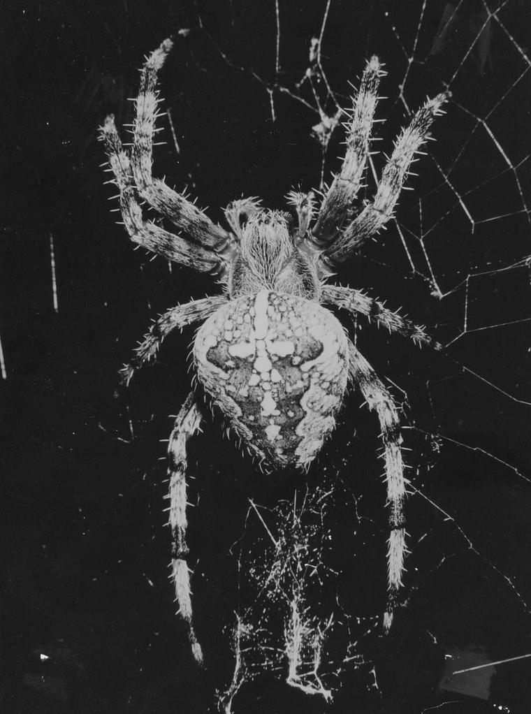 Epeira crociata