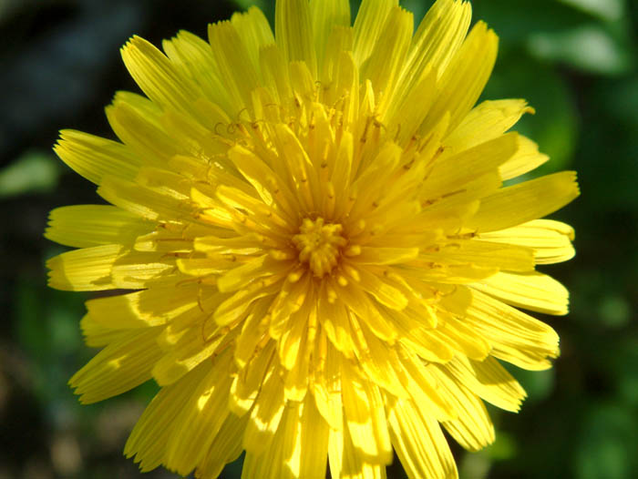 Fiore