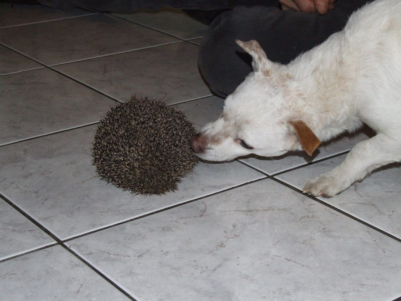 bart e il riccio
