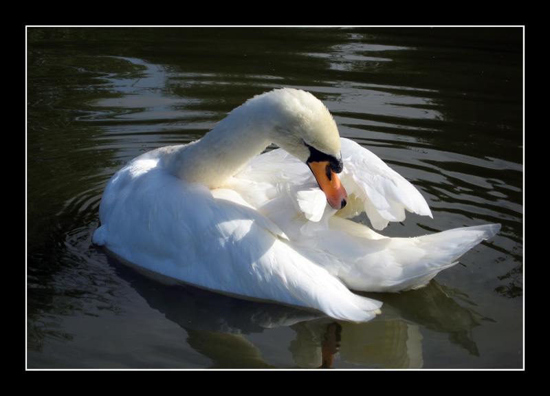 swan
