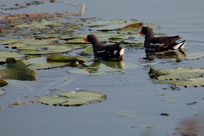 Gallinelle in coppia