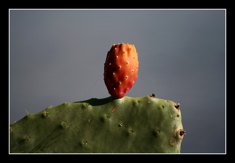 ficudinnia...