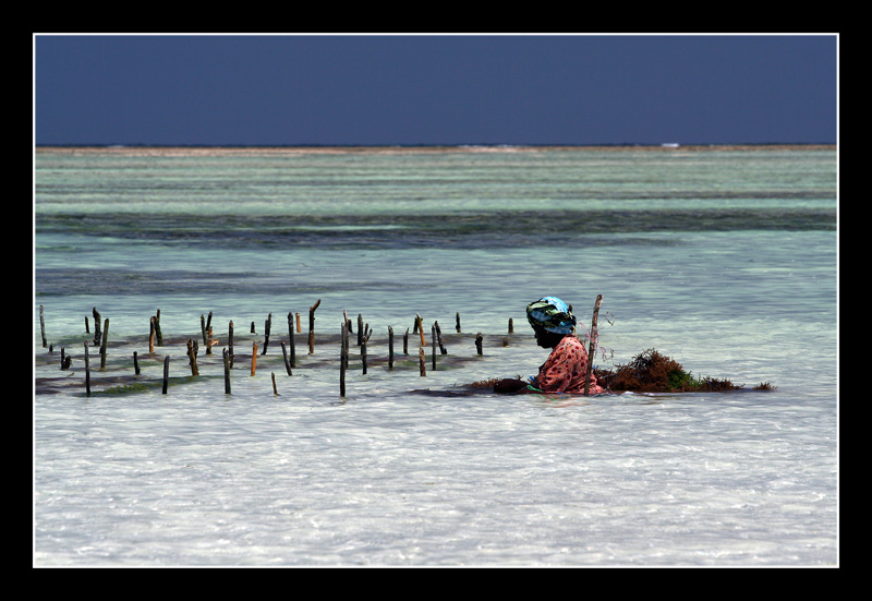 zanzibarina