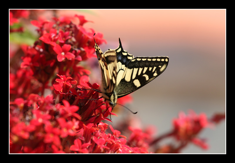 my first butterfly