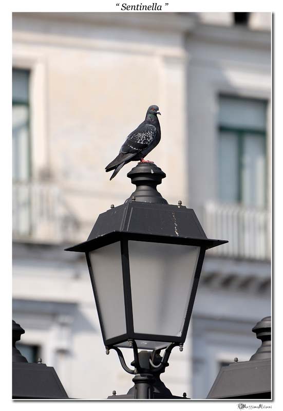 Sentinella