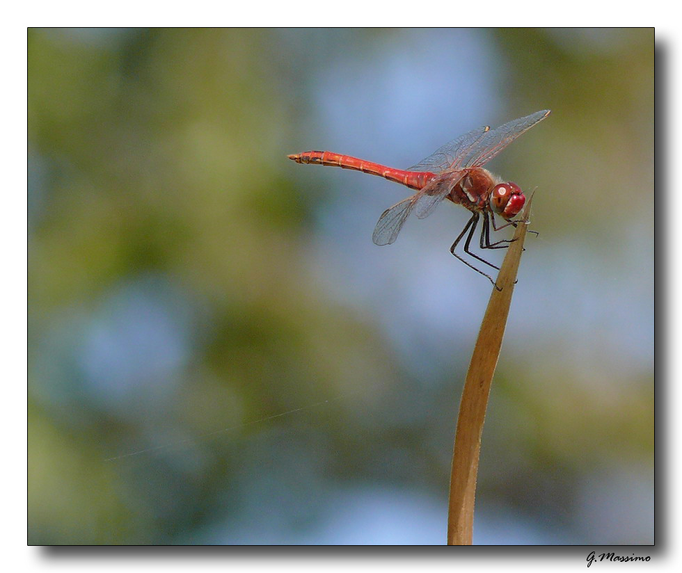Libellula 2