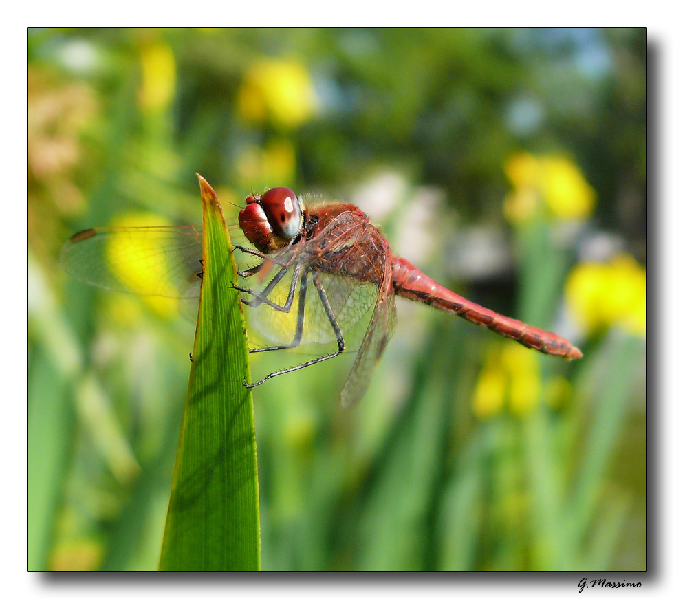 Libellula Rossa 4