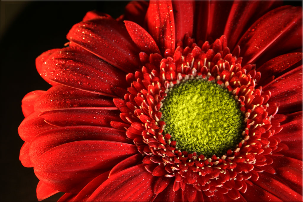 La Gerbera