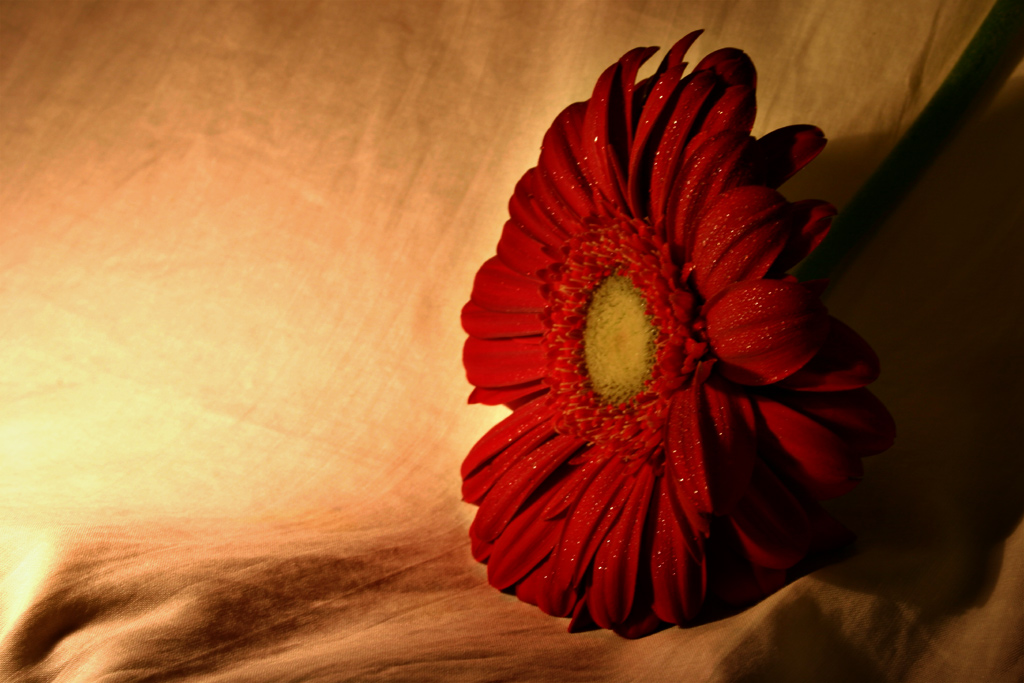Antico fiore