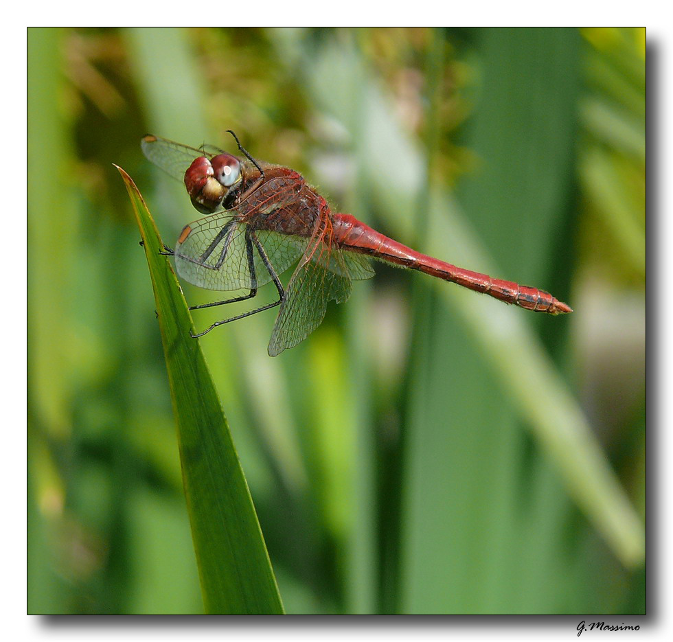 Libellula rossa 5