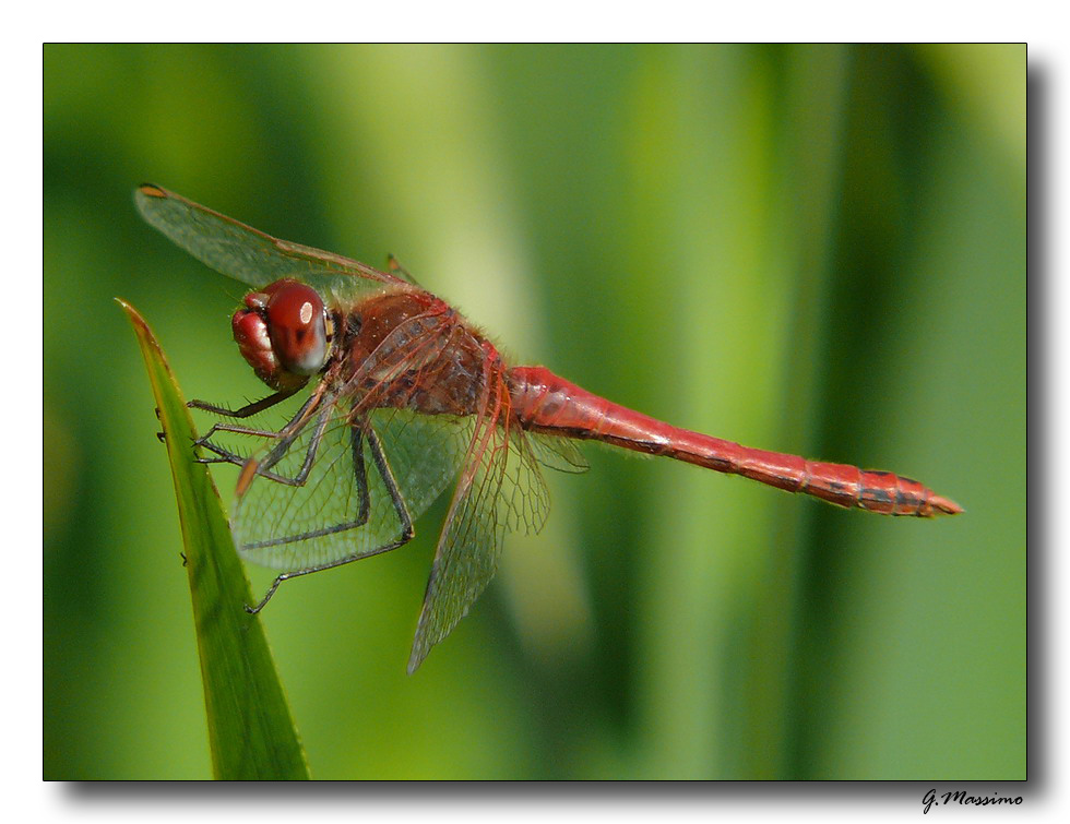 libellula rossa 6