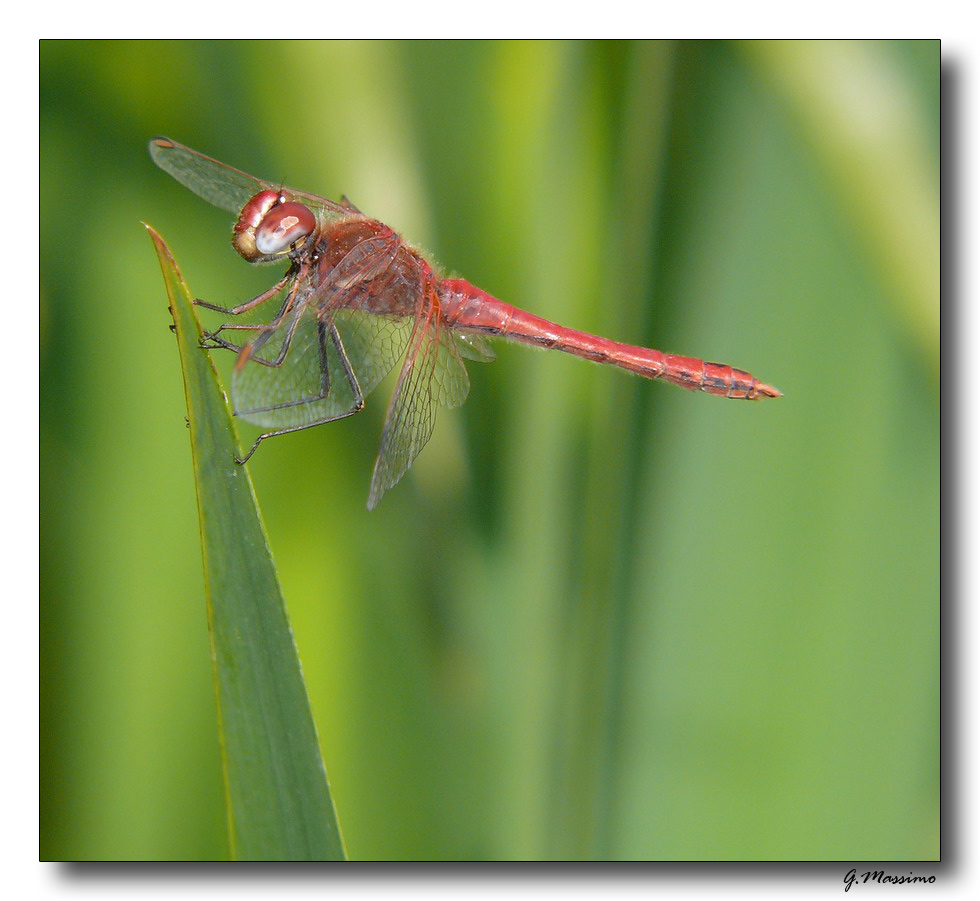 libellula rossa 7