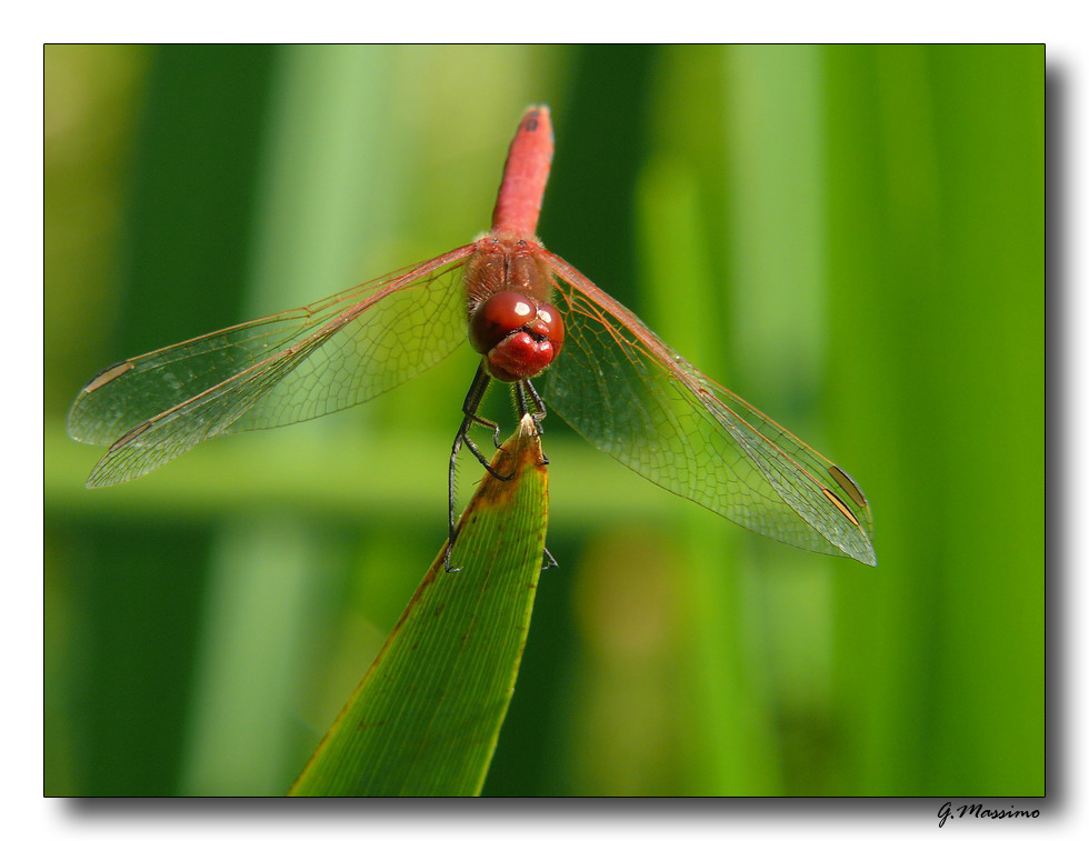 libellula rossa 11