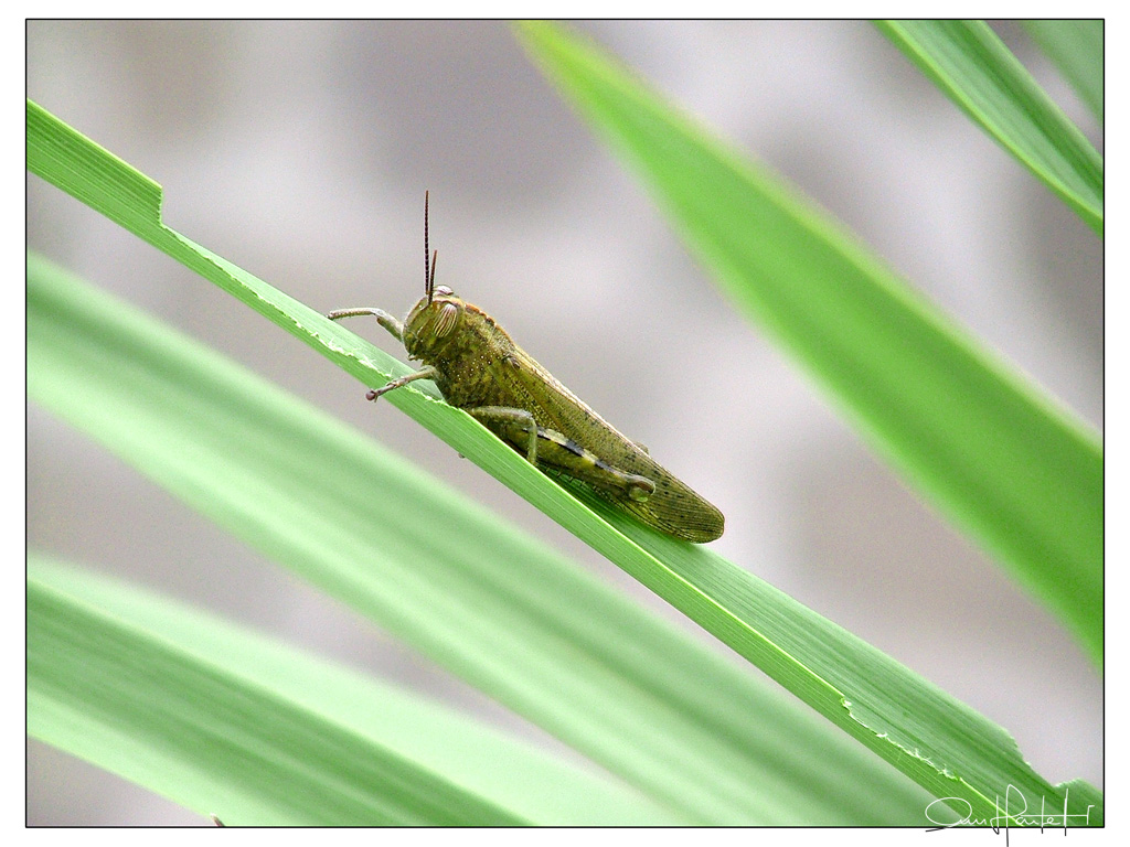 macro...grillo