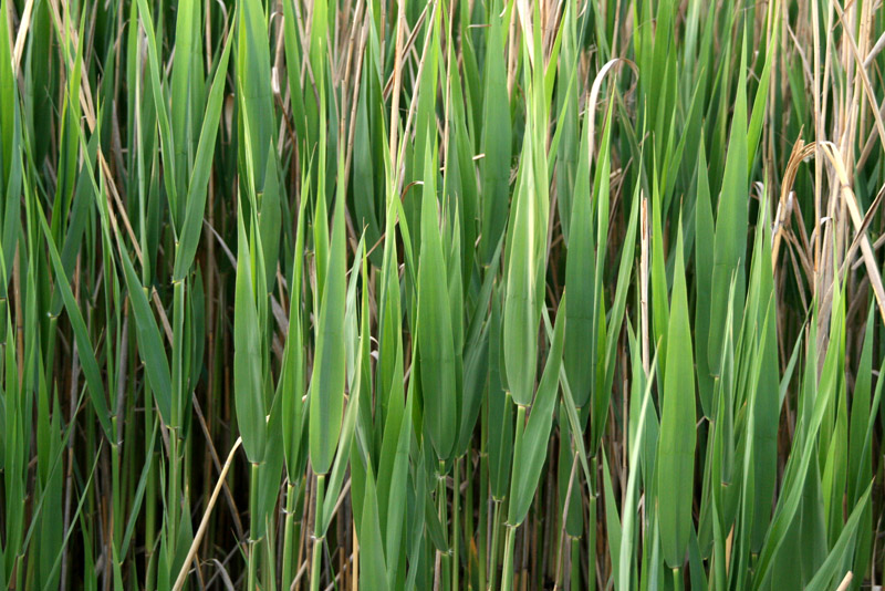 Texture verde