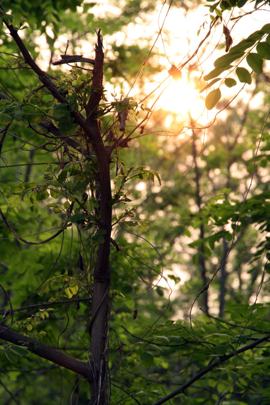 Tramonto nel bosco