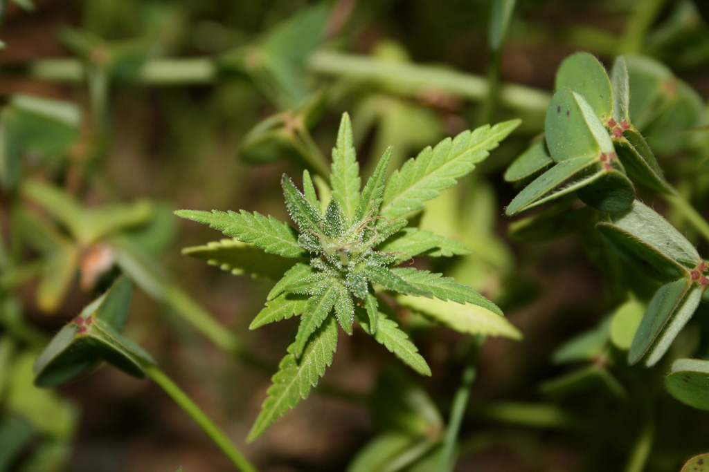 cimentarsi nella botanica