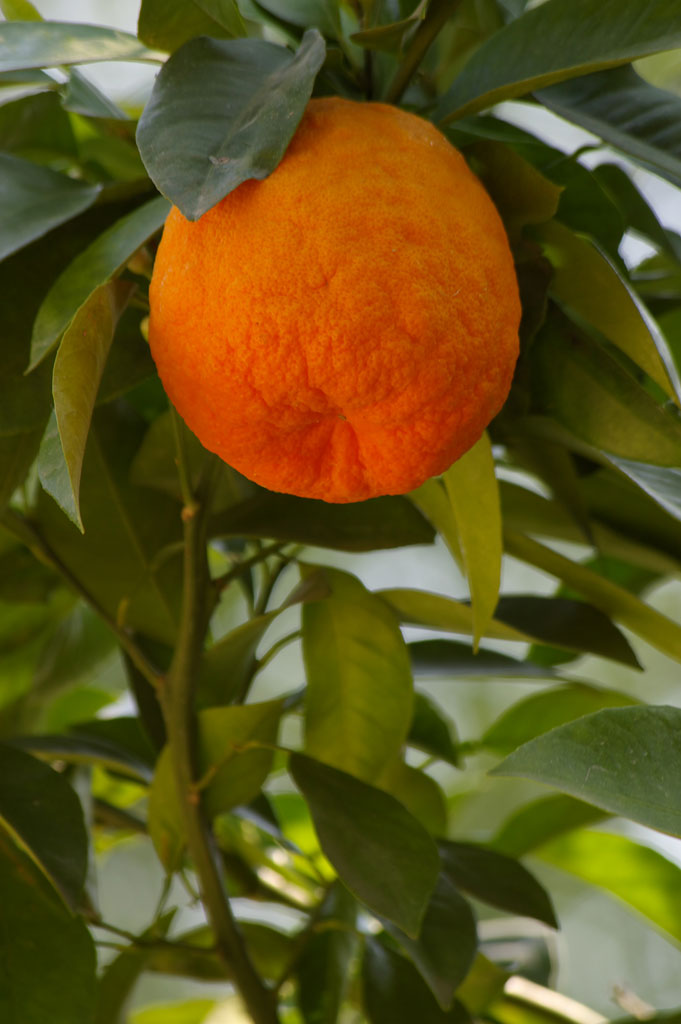 Arancia