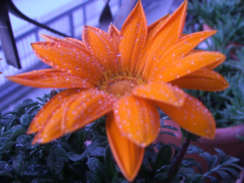 Fiore 6