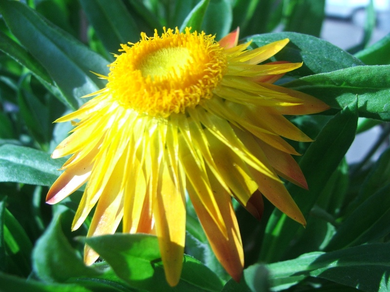 Fiore 11