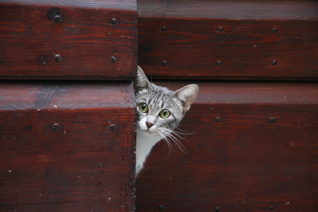 Gattino curioso