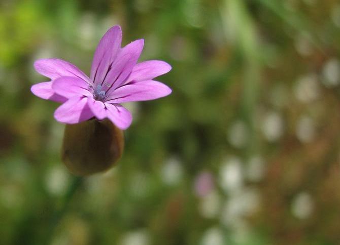 Solitario