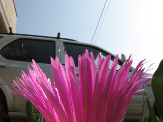 fiorone