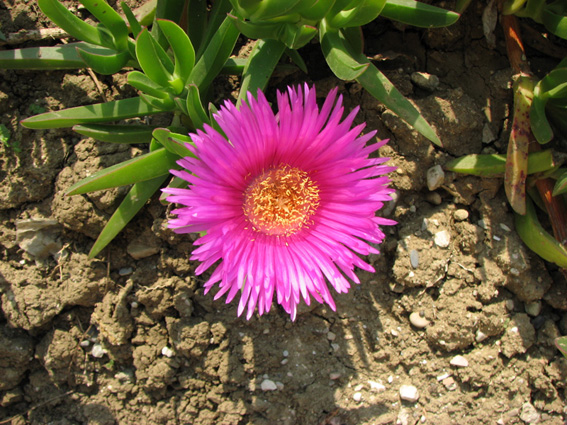 fioretto