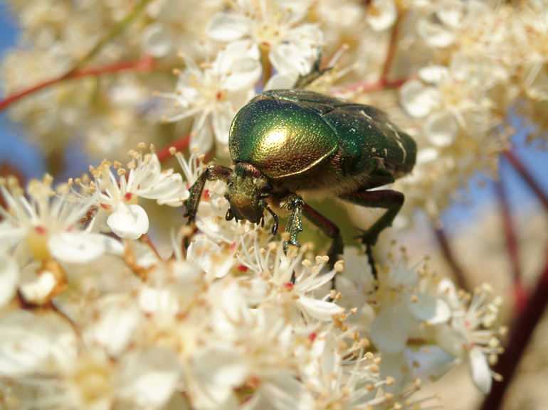 Macro 1