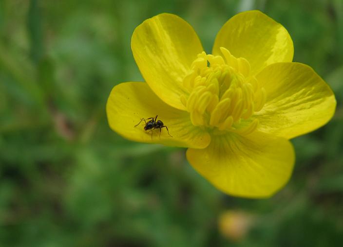 Formica solitaria