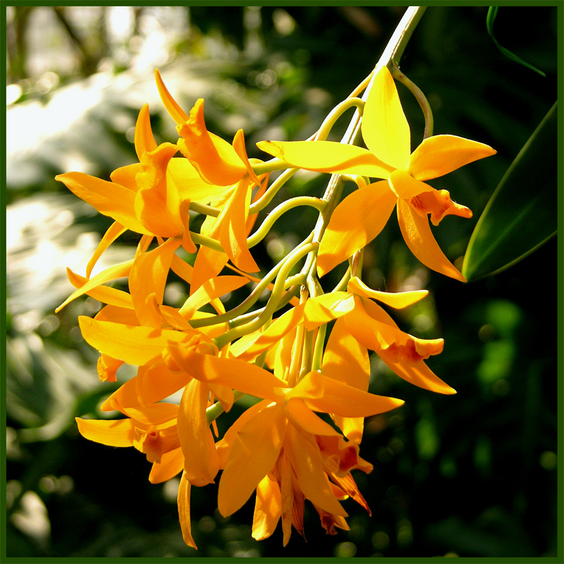 Orchidea 4