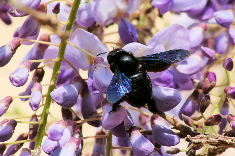Hornet