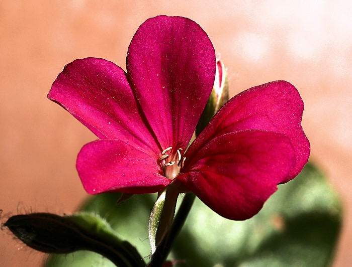 un bel fiore
