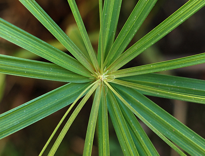 Papiro
