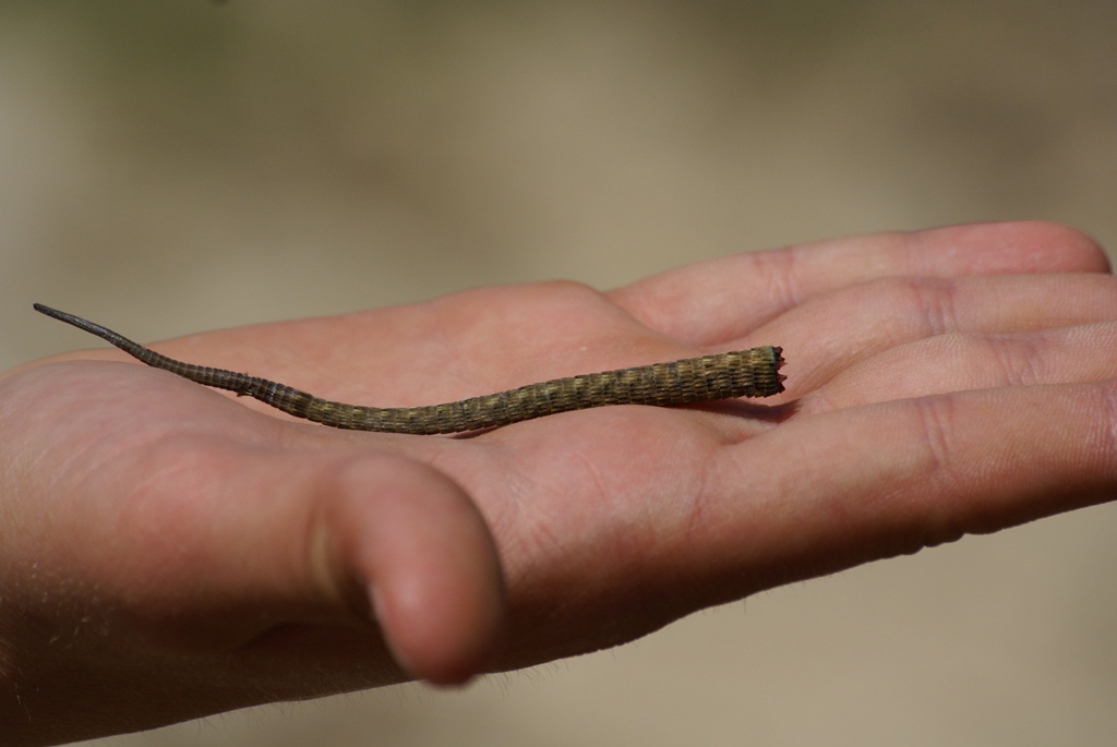 Smarrito qualcosa?