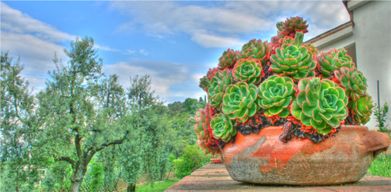 Pianta HDR