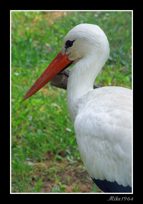 cicogna zoo di Napoli