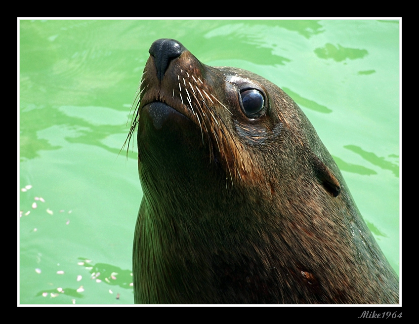 foca zoo di Napoli