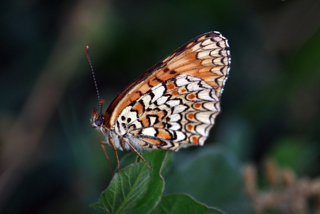 farfalla