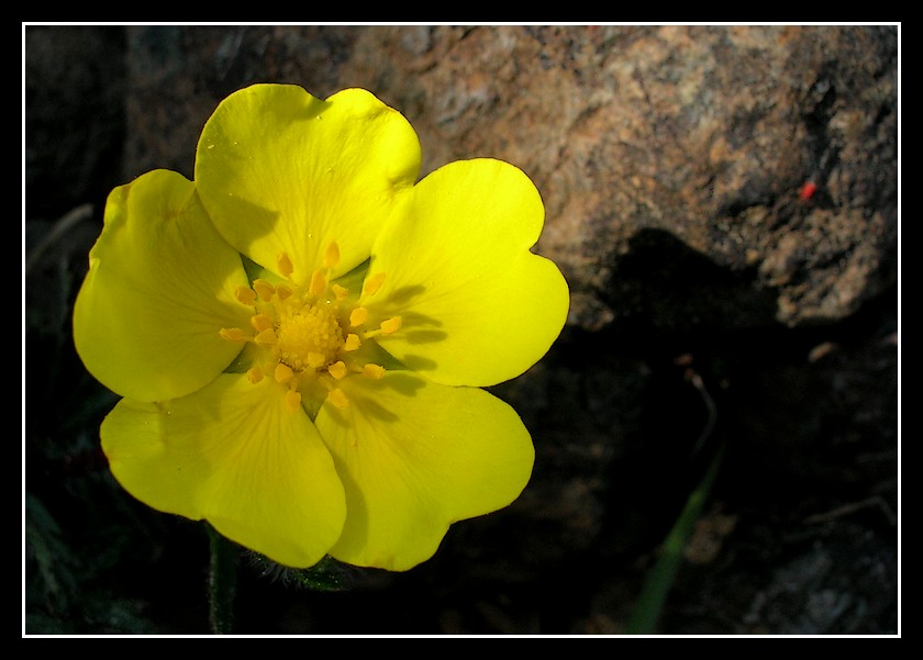 Botton d'oro